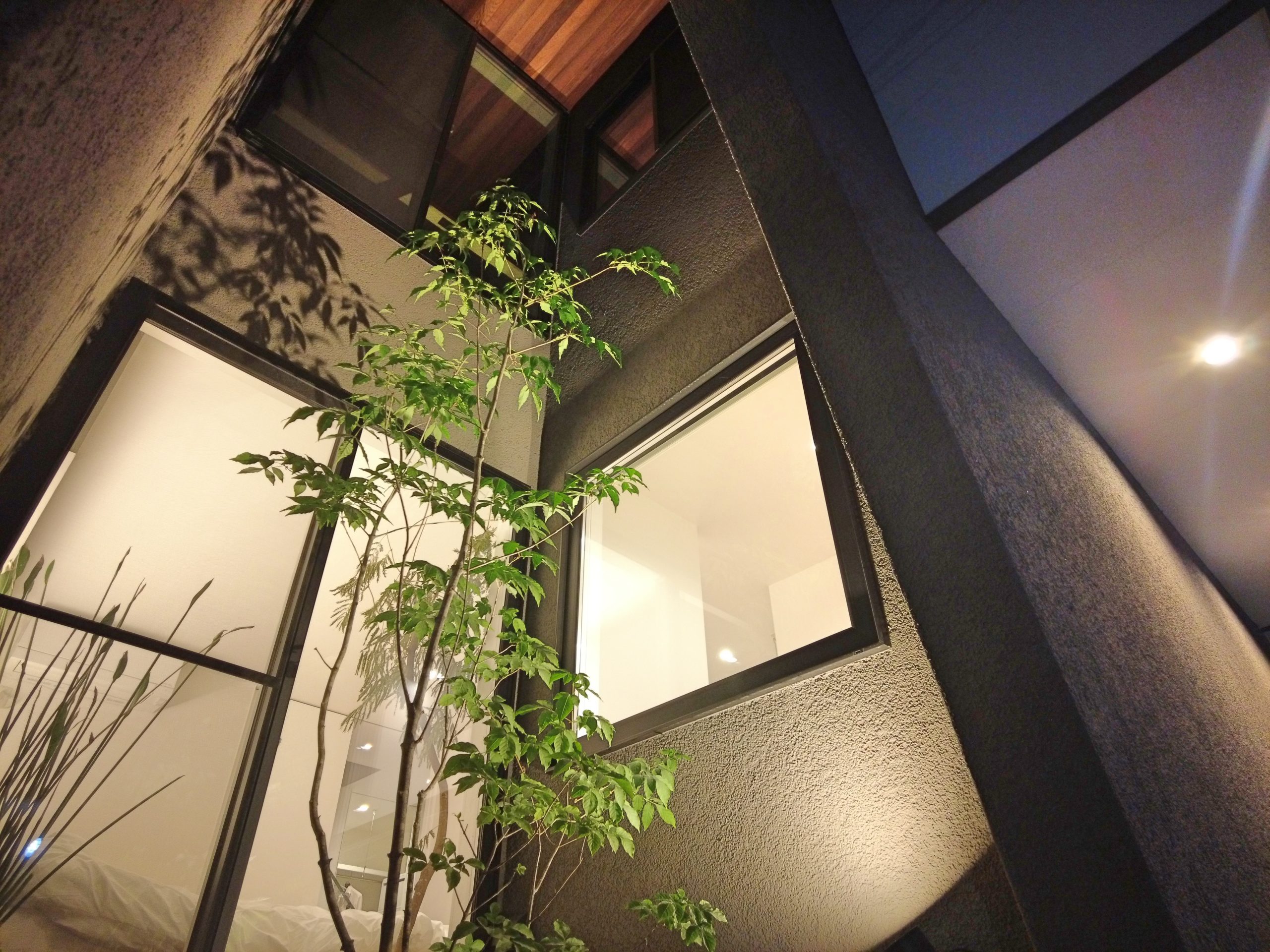 アオダモ